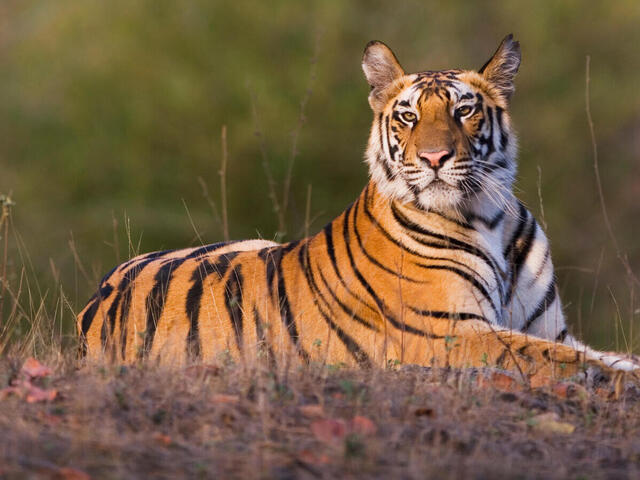 Explore Best Tiger Reserves In India For Witness Tigers